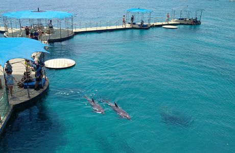 Dolphin Reef