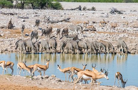 Okaukuejo waterhole