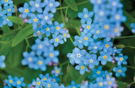 Forget Me Not