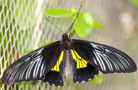 Jumalon Butterfly Sanctuary