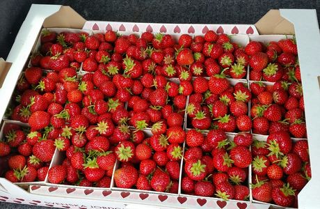 Strawberry Box