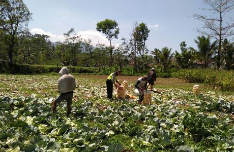 Desa Kebun Sayur