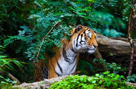 High Altitude Zoo