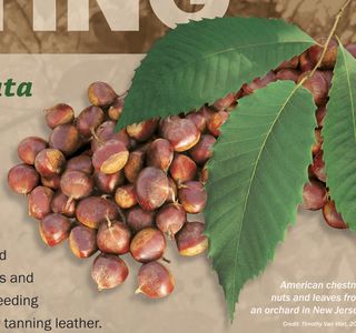 American Chestnut Land Trust