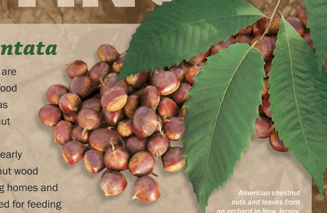 American Chestnut Land Trust