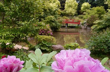 Peony Garden Tokyo (Tsukuba Peony Garden)