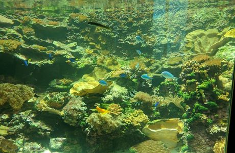 Reef HQ Great Barrier Reef Aquarium