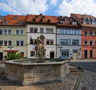 Stubenfliege
