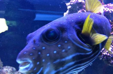 Aquarium Wasserbillig