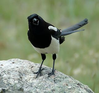 Magpie at Maysons