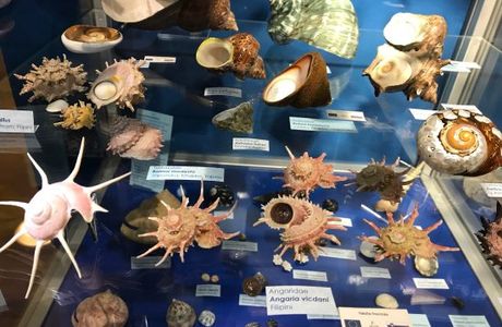 Magical World of Shells Museum