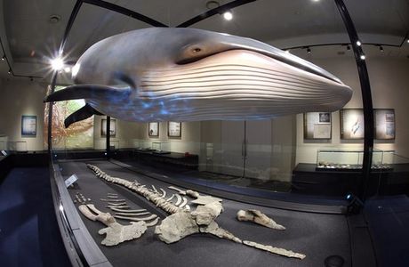 Kuchiwa Local Museum