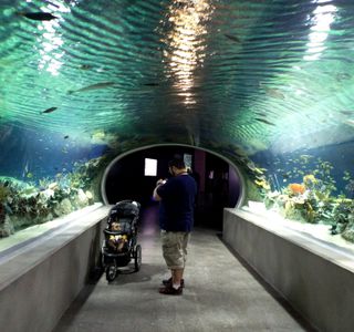 OdySea Aquarium