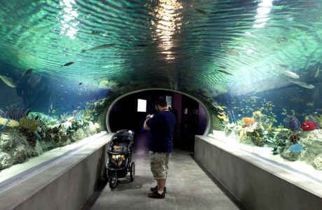 OdySea Aquarium