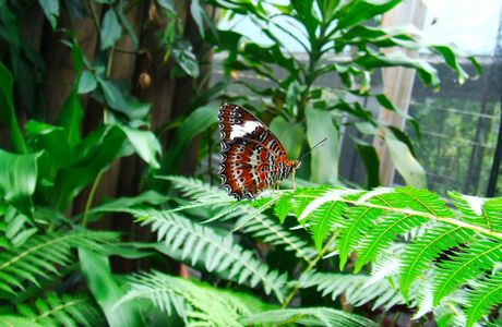 Australian Butterfly Sanctuary