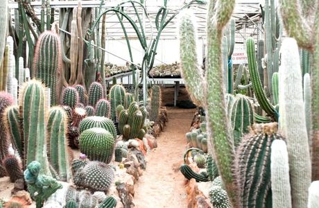 Orana Cactusworld