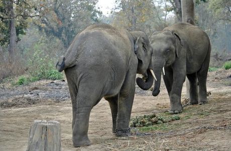 Elephant Breeding Centre