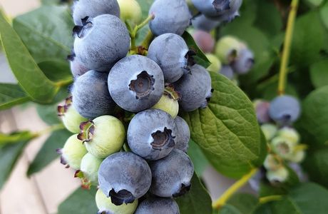 Blueberry Earthouse