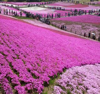Misato moss phlox Park
