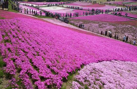 Misato moss phlox Park
