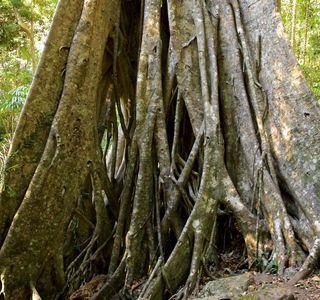 Kondalilla National Park