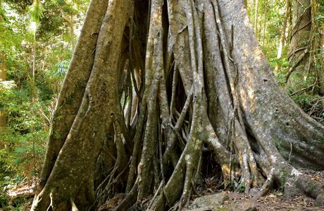 Kondalilla National Park