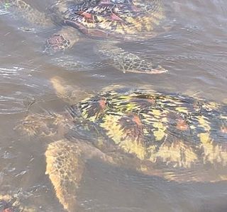 Jozani Sea Turtle Sanctuary