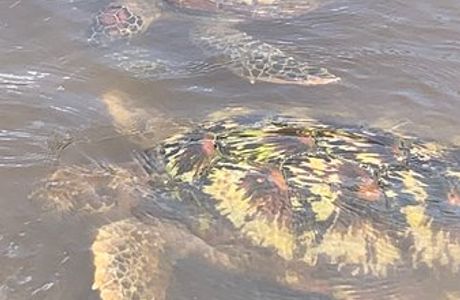 Jozani Sea Turtle Sanctuary