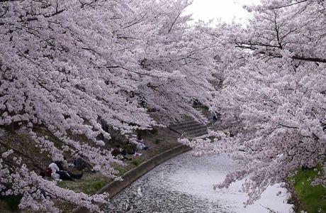 Sagami River Cherry Blossoms