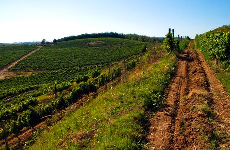 Vinogradi Volarevic