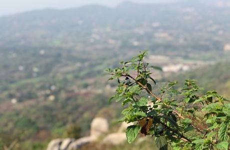 Swamimalai Hills
