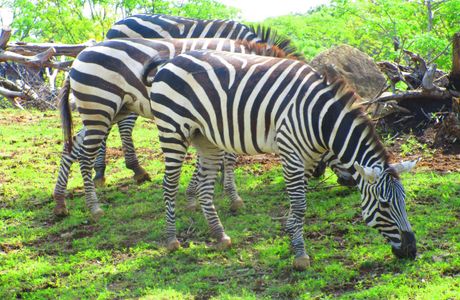 Yokohama Zoo ''Zoorasia''
