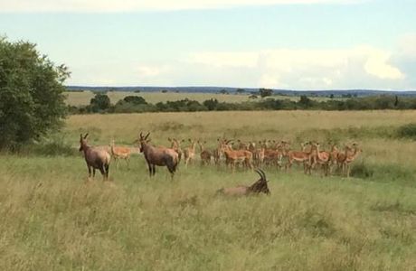 Wild Odyssey Safaris - Day Tours