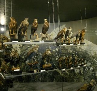 Kolekcja Antoniego Kocyana