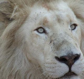 Mama Tau White Lions Breeding Project