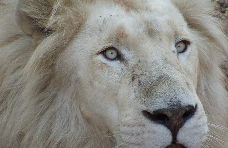 Mama Tau White Lions Breeding Project