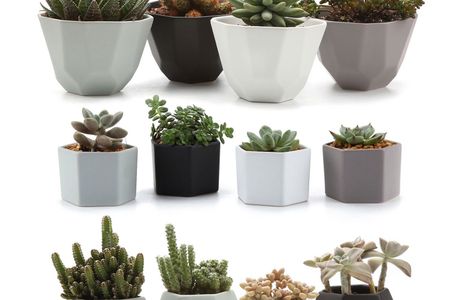 Dotty Pots