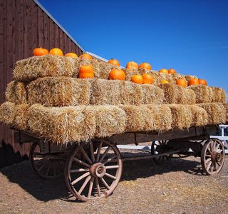 McCall's Pumpkin Patch