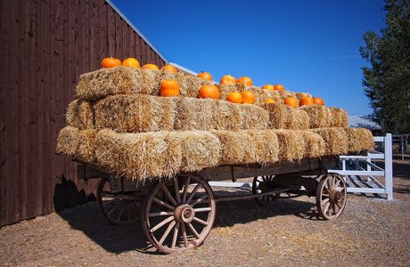 McCall's Pumpkin Patch
