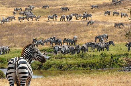 Tanzania Wilderness Adventure