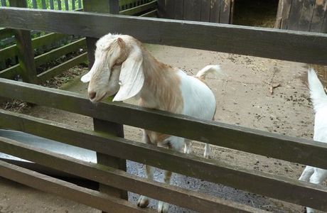 St Werburghs City Farm