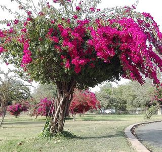 Bougainvillea Garden