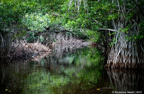 Mangrove Swamp Park