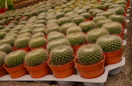 Cactus Valley