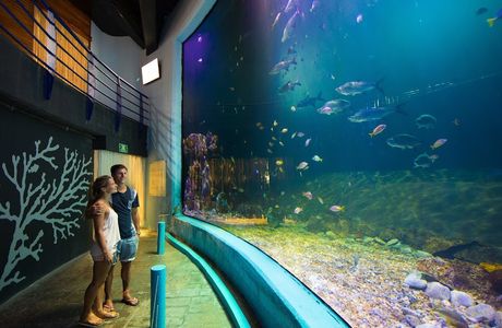 Interactive Aquarium