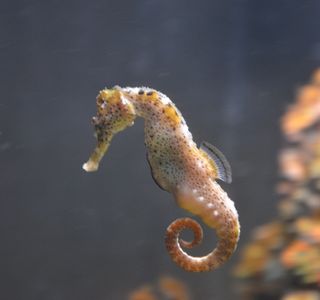 Sea Horse Farm