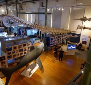 Museo Municipal de Ciencias Naturales "Ñandú"