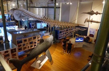 Museo Municipal de Ciencias Naturales "Ñandú"