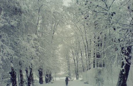 Mohtasham Garden