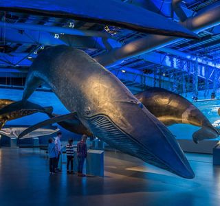 Whale Museum